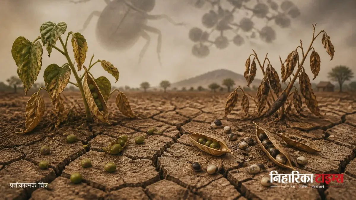Mosaic Disease Damages Moong-Urad Crop in Ajmer Villages