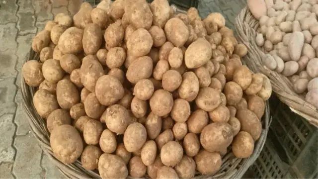 100 Rupees per Quintal Subsidy to Potato Farmers under Bhamashah Scheme in Bagpat