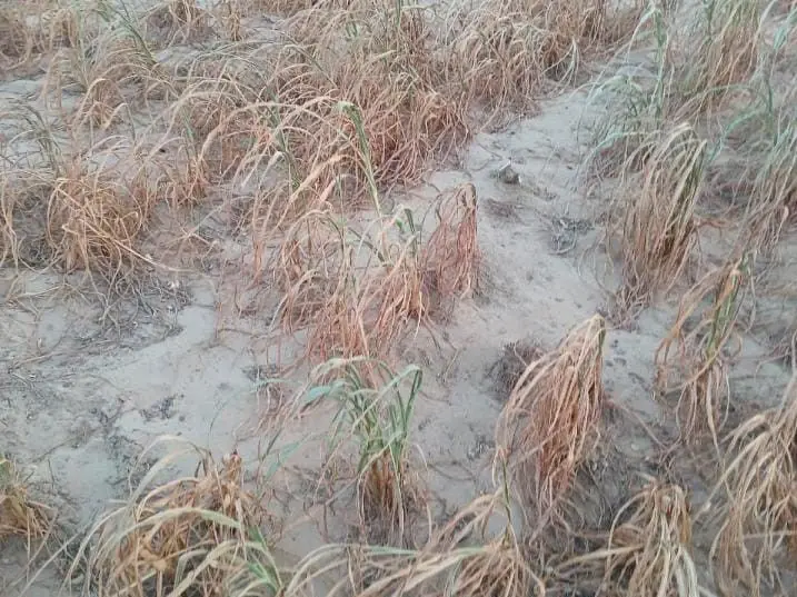 बालोतरा में सूखती बाजरे की फसल