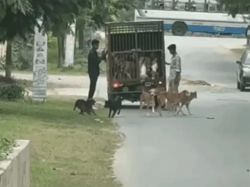 डूंगरपुर में निर्दलीय प्रत्याशी के दफ्तर के सामने छोड़े कुत्ते