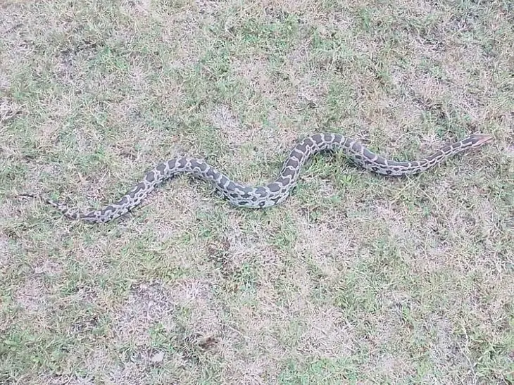 10-Foot Long Python Spotted on Roof of House in Ghati Village
