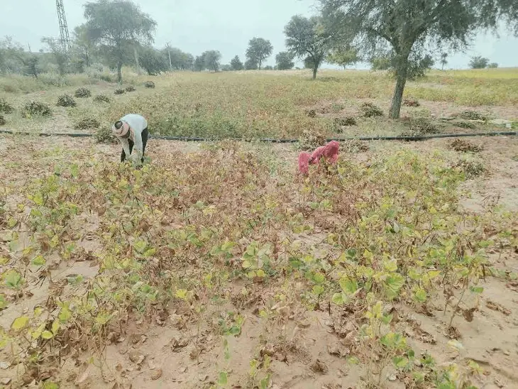 80% Kharif Crop Destroyed Due to Lack of Rain in Hanumangarh