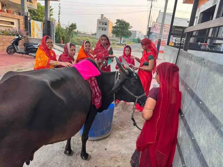 കിഷൻഗഢിൽ ബഛ് ബാരസ് പർവ്വത്തിൽ സ്ത്രീകൾ പശു-ബഛ്ഡെ ആരാധിച്ചു