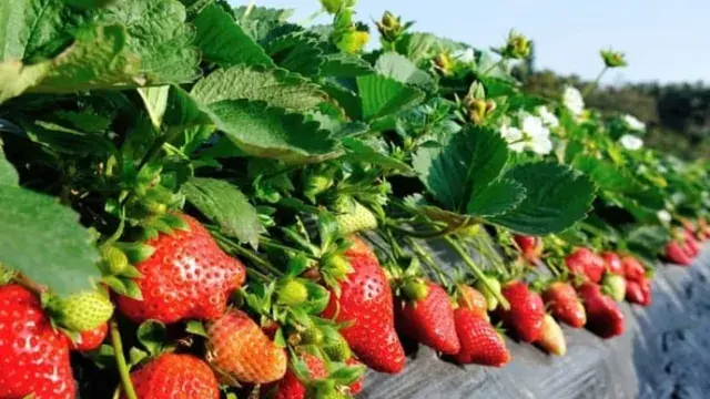 फिरोजाबाद में आलू किसानों को कोल्ड स्टोर और बिक्री पर सब्सिडी