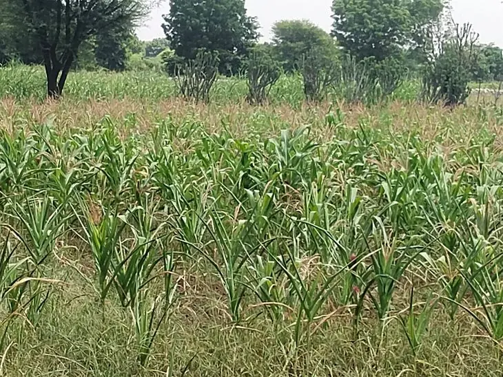 राजसमंद में सूखी फसलों का दृश्य